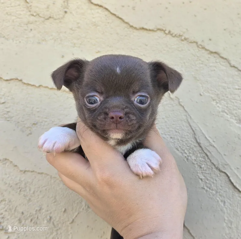 Choc m – Chihuahua puppy for sale in Buena, NJ