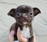 Choc m, a male Chihuahua for sale in Buena, NJ – 1 of 9