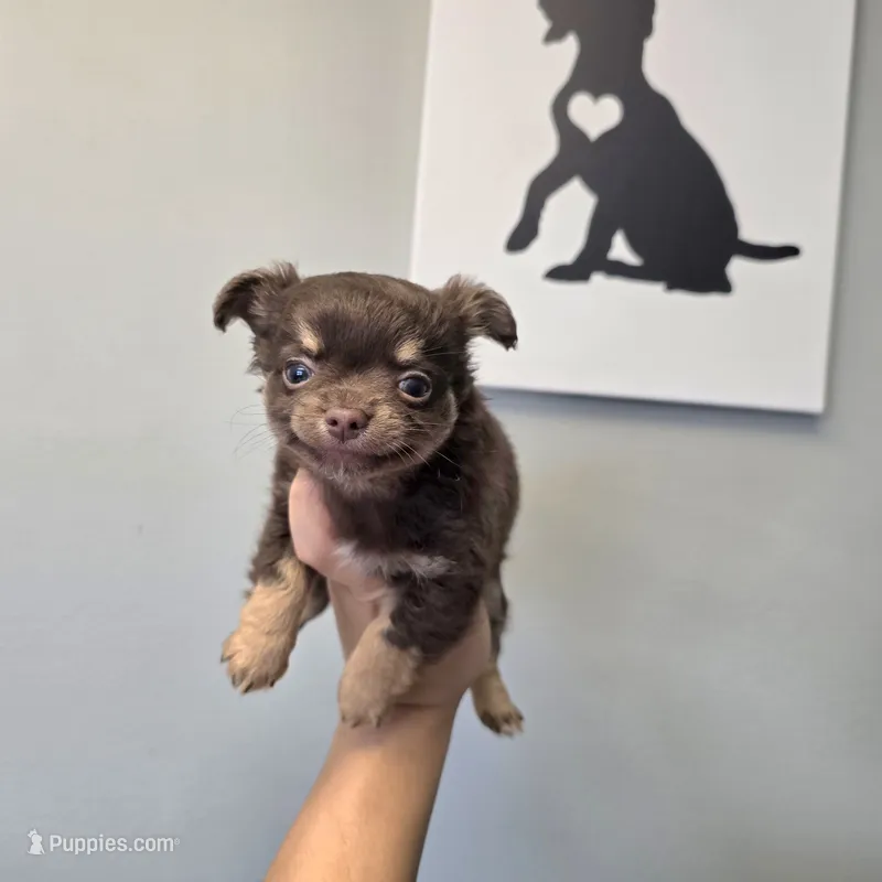 Reeses – Chihuahua puppy for sale in Buena, NJ