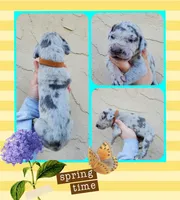 Brown, a male Great Dane for sale in Buena, NJ – Photo 9 of 10