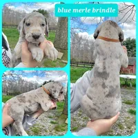 Brown, a male Great Dane for sale in Buena, NJ – Photo 5 of 10