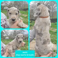 Brown, a male Great Dane for sale in Buena, NJ – Photo 6 of 10