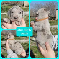 Brown, a male Great Dane for sale in Buena, NJ – Photo 7 of 10