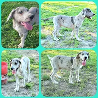 Brown, a male Great Dane for sale in Buena, NJ – Photo 3 of 10