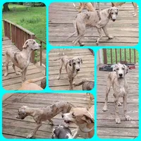 Brown, a male Great Dane for sale in Buena, NJ – Photo 2 of 10