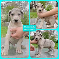 Brown, a male Great Dane for sale in Buena, NJ – Photo 4 of 10