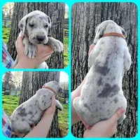 Brown, a male Great Dane for sale in Buena, NJ – Photo 8 of 10