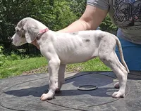Yellow, a female Great Dane for sale in Buena, NJ – Photo 5 of 10