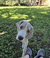 Yellow, a female Great Dane for sale in Buena, NJ – Photo 2 of 10