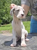 Yellow, a female Great Dane for sale in Buena, NJ – Photo 4 of 10