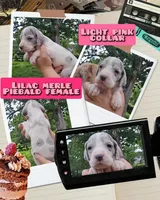 Yellow, a female Great Dane for sale in Buena, NJ – Photo 9 of 10