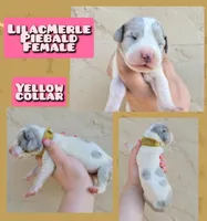 Yellow, a female Great Dane for sale in Buena, NJ – Photo 10 of 10