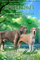 Yellow, a female Great Dane for sale in Buena, NJ – Photo 7 of 10