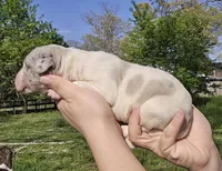 Merle piebald 1, a male Great Dane for sale in Buena, NJ – Photo 4 of 5