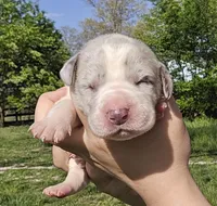 Merle piebald 1, a male Great Dane for sale in Buena, NJ – Photo 1 of 5