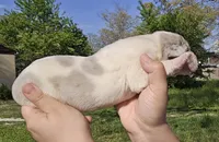 Merle piebald 1, a male Great Dane for sale in Buena, NJ – Photo 5 of 5