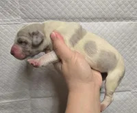 Merle piebald 1, a male Great Dane for sale in Buena, NJ – Photo 3 of 3