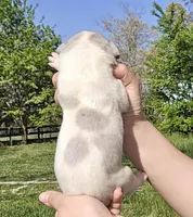 Merle piebald 1, a male Great Dane for sale in Buena, NJ – Photo 3 of 5