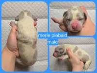 Merle piebald 1, a male Great Dane for sale in Buena, NJ – Photo 2 of 5