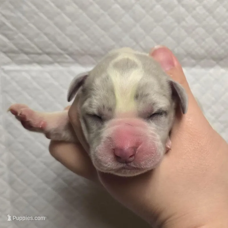 Merle piebald 1 – Great Dane puppy for sale in Buena, NJ