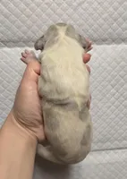 Merle piebald 1, a male Great Dane for sale in Buena, NJ – Photo 2 of 3