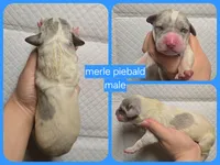 Merle piebald 2, a male Great Dane for sale in Buena, NJ – Photo 2 of 5
