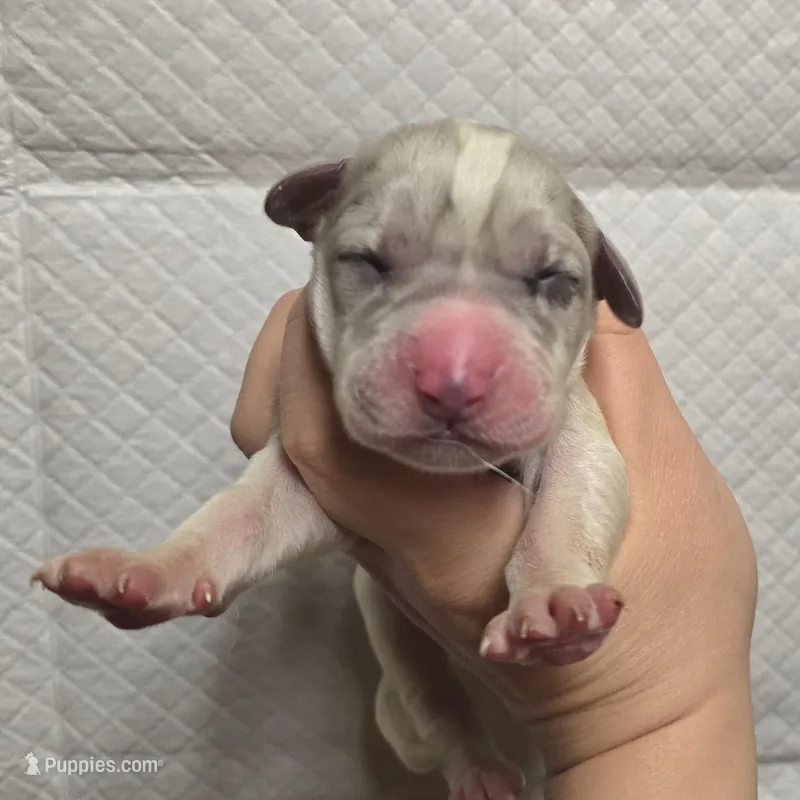 Merle piebald 2 – Great Dane puppy for sale in Buena, NJ