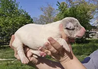 Merle piebald 2, a male Great Dane for sale in Buena, NJ – Photo 5 of 5