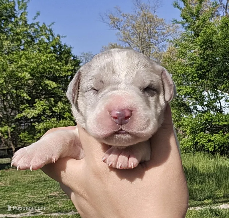 Merle piebald 2 – Great Dane puppy for sale in Buena, NJ