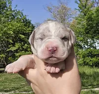 Merle piebald 2, a male Great Dane for sale in Buena, NJ – Photo 1 of 5