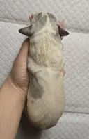 Merle piebald 2, a male Great Dane for sale in Buena, NJ – Photo 2 of 3