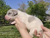 Merle piebald 2, a male Great Dane for sale in Buena, NJ – Photo 4 of 5