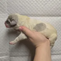 Merle piebald 2, a male Great Dane for sale in Buena, NJ – Photo 3 of 3