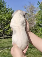 Merle piebald 2, a male Great Dane for sale in Buena, NJ – Photo 3 of 5