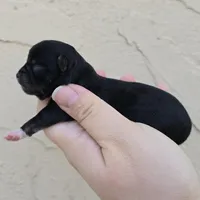 Black tricolor, a male Chihuahua for sale in Buena, NJ – Photo 2 of 4