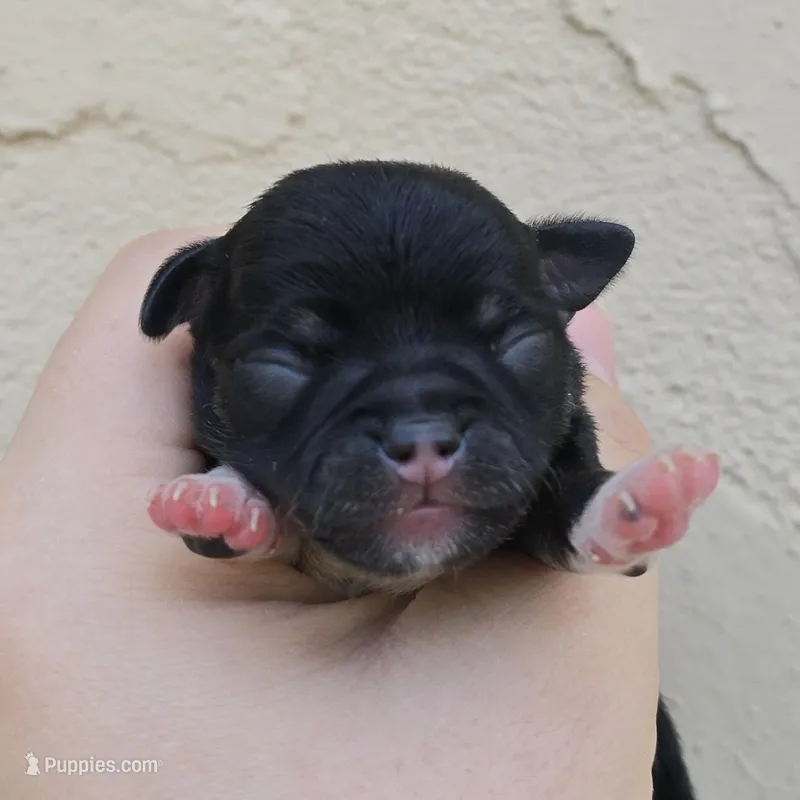 Black tricolor – Chihuahua puppy for sale in Buena, NJ