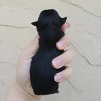 Black tricolor, a male Chihuahua for sale in Buena, NJ – Photo 4 of 4