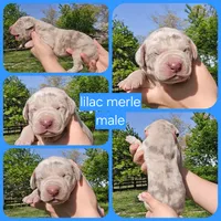 Bosco, a male Great Dane for sale in Buena, NJ – 4 of 5