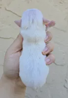 White, a male Chihuahua for sale in Buena, NJ – 3 of 3
