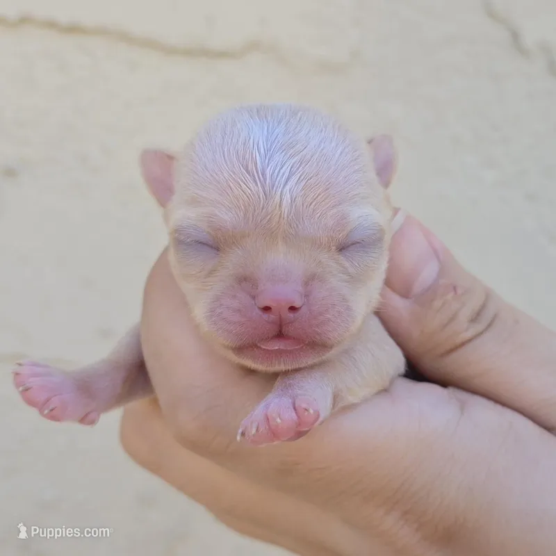 fawn – Chihuahua puppy for sale in Buena, NJ