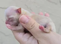 fawn, a female Chihuahua for sale in Buena, NJ – Photo 2 of 4