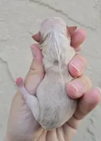 fawn, a female Chihuahua for sale in Buena, NJ – Photo 3 of 4