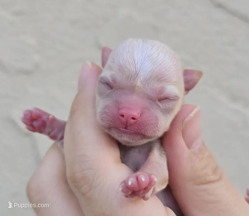 fawn – Chihuahua puppy for sale in Buena, NJ