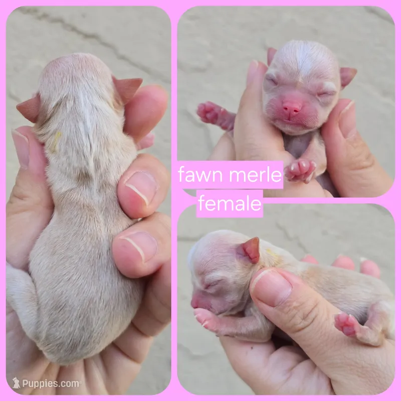 fawn – Chihuahua puppy on hold in Buena, NJ