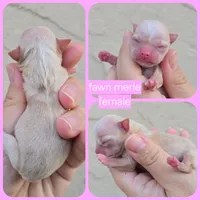 fawn, a female Chihuahua for sale in Buena, NJ – 9 of 10