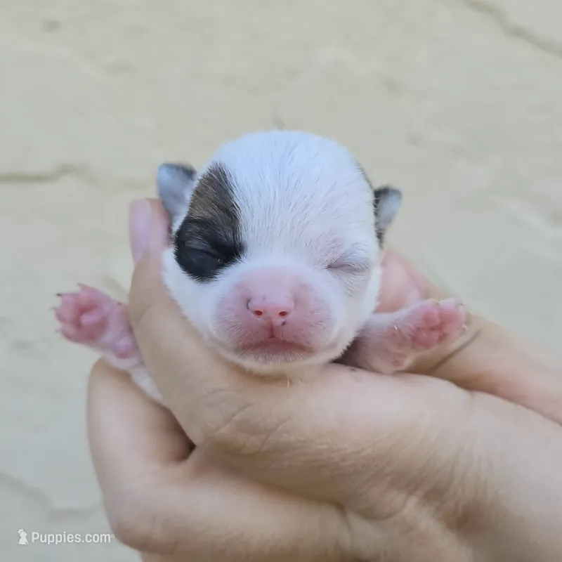 Sable spot – Chihuahua puppy for sale in Buena, NJ