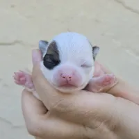 Sable spot, a female Chihuahua for sale in Buena, NJ – 1 of 4