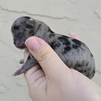 Merle, a female Chihuahua for sale in Buena, NJ – Photo 2 of 4
