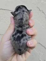 Merle, a female Chihuahua for sale in Buena, NJ – Photo 3 of 4