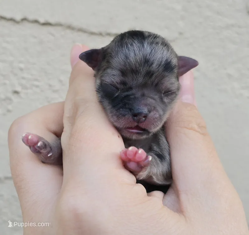 Merle – Chihuahua puppy for sale in Buena, NJ